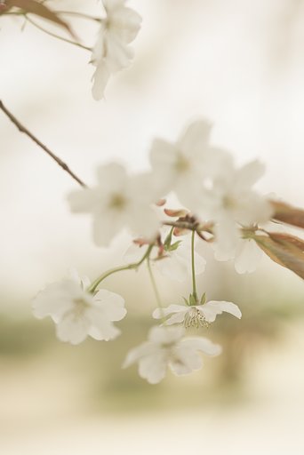 コシナツァイスMP100mmF2.8