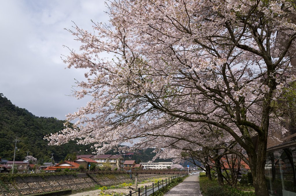 散るも桜