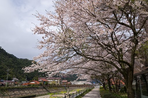 散るも桜