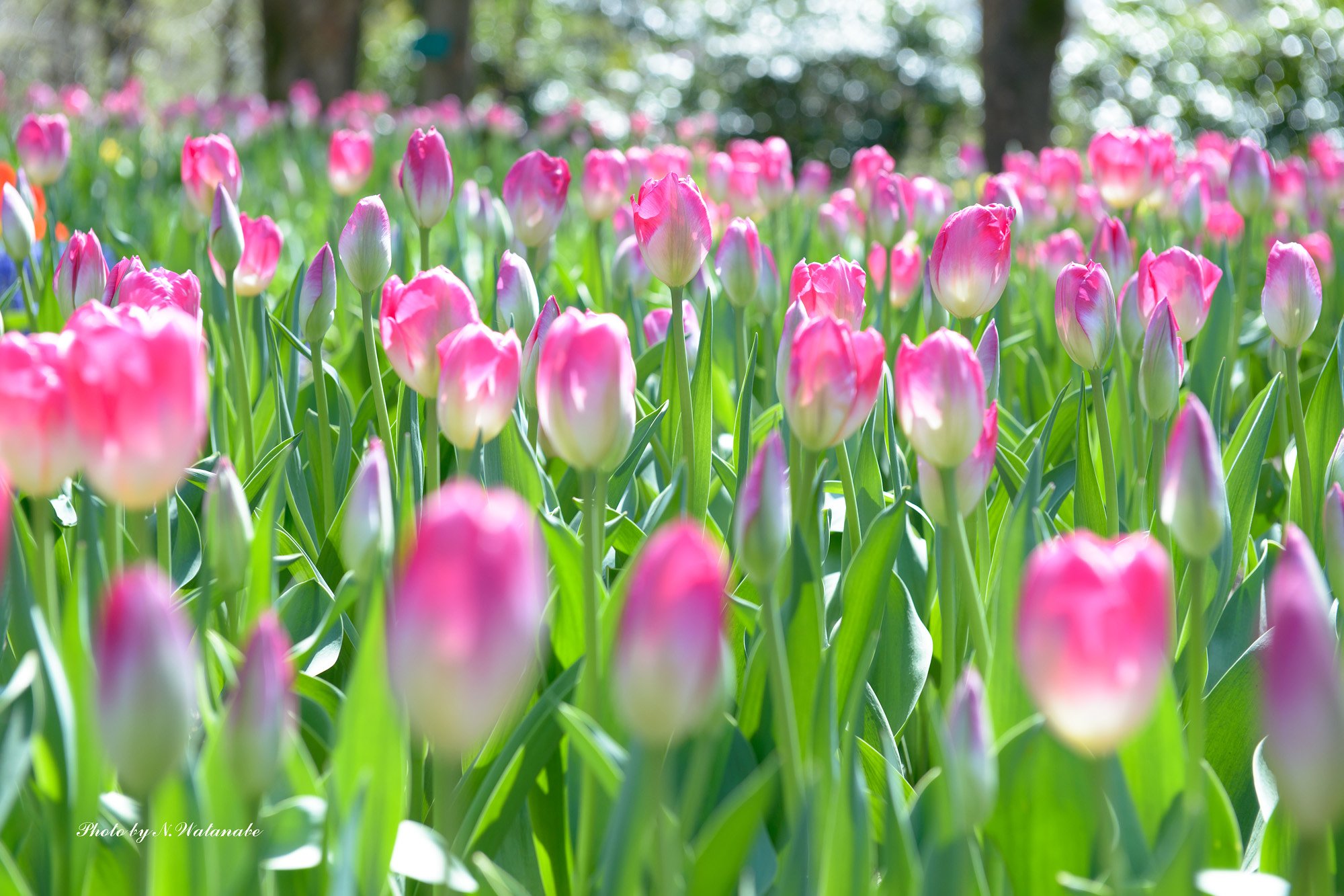 Spring color