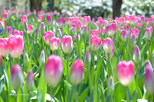 Spring color