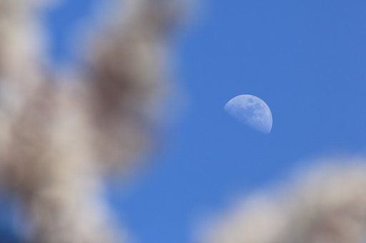 【影遊び】月と桜