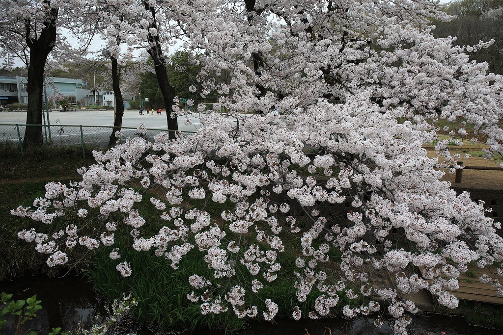 小学校のサクラ