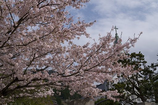 SIGMA 17-70mm F2.8-4 DC MACRO 