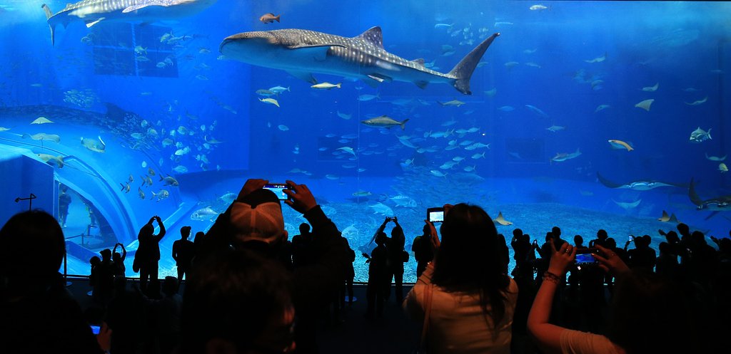 【影あそび】水族館