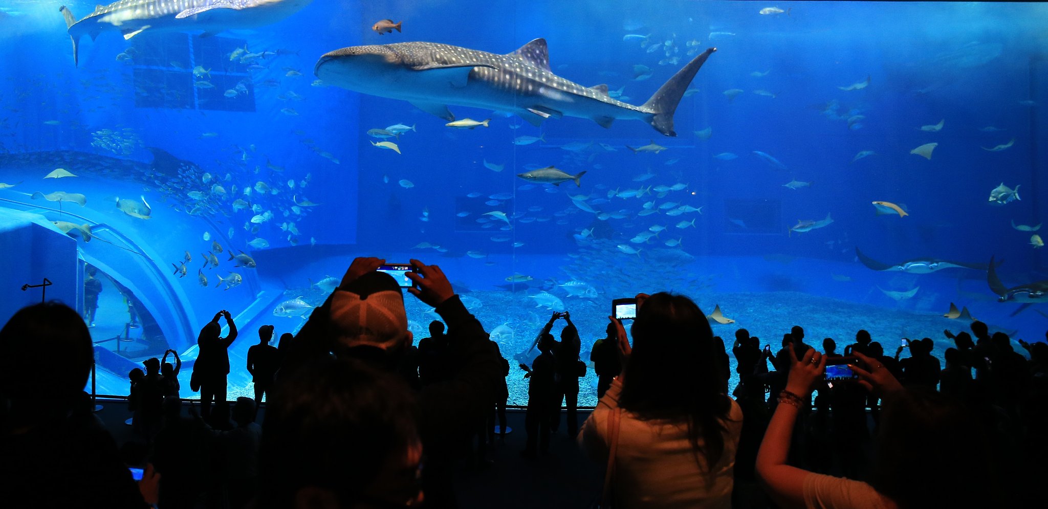 【影あそび】水族館