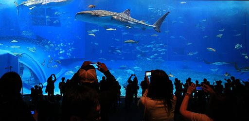 【影あそび】水族館