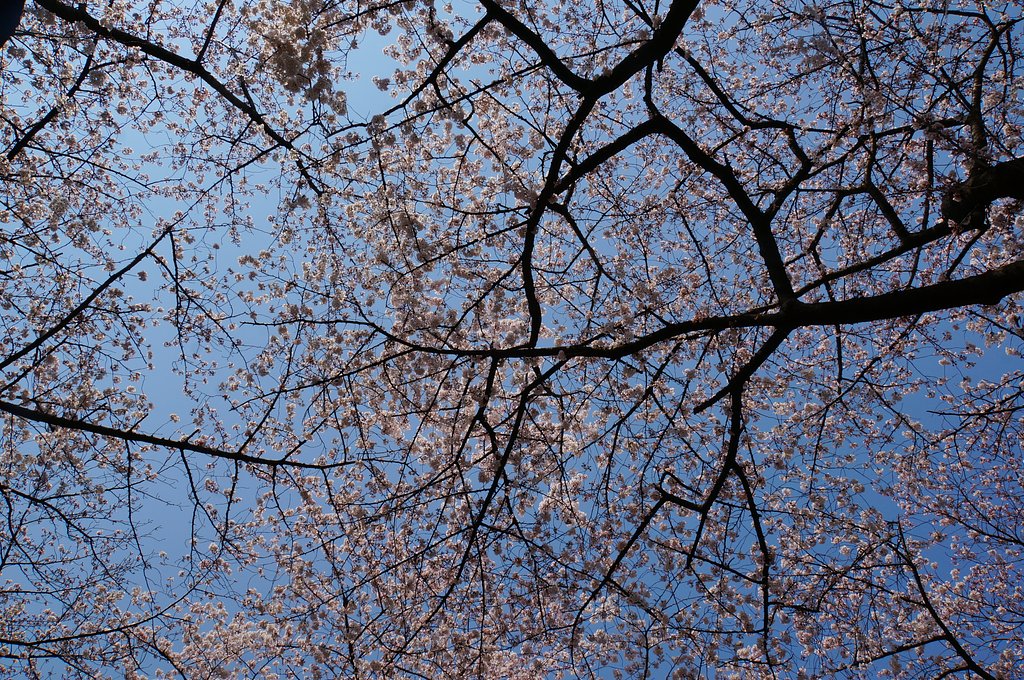 見上げれば