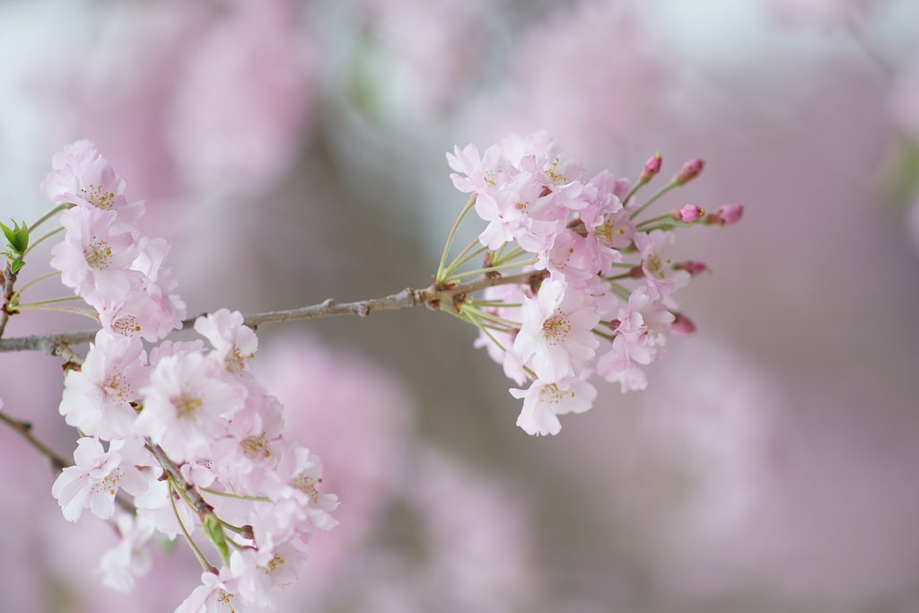 Sonnar 180mm F2.8 (Y/C)