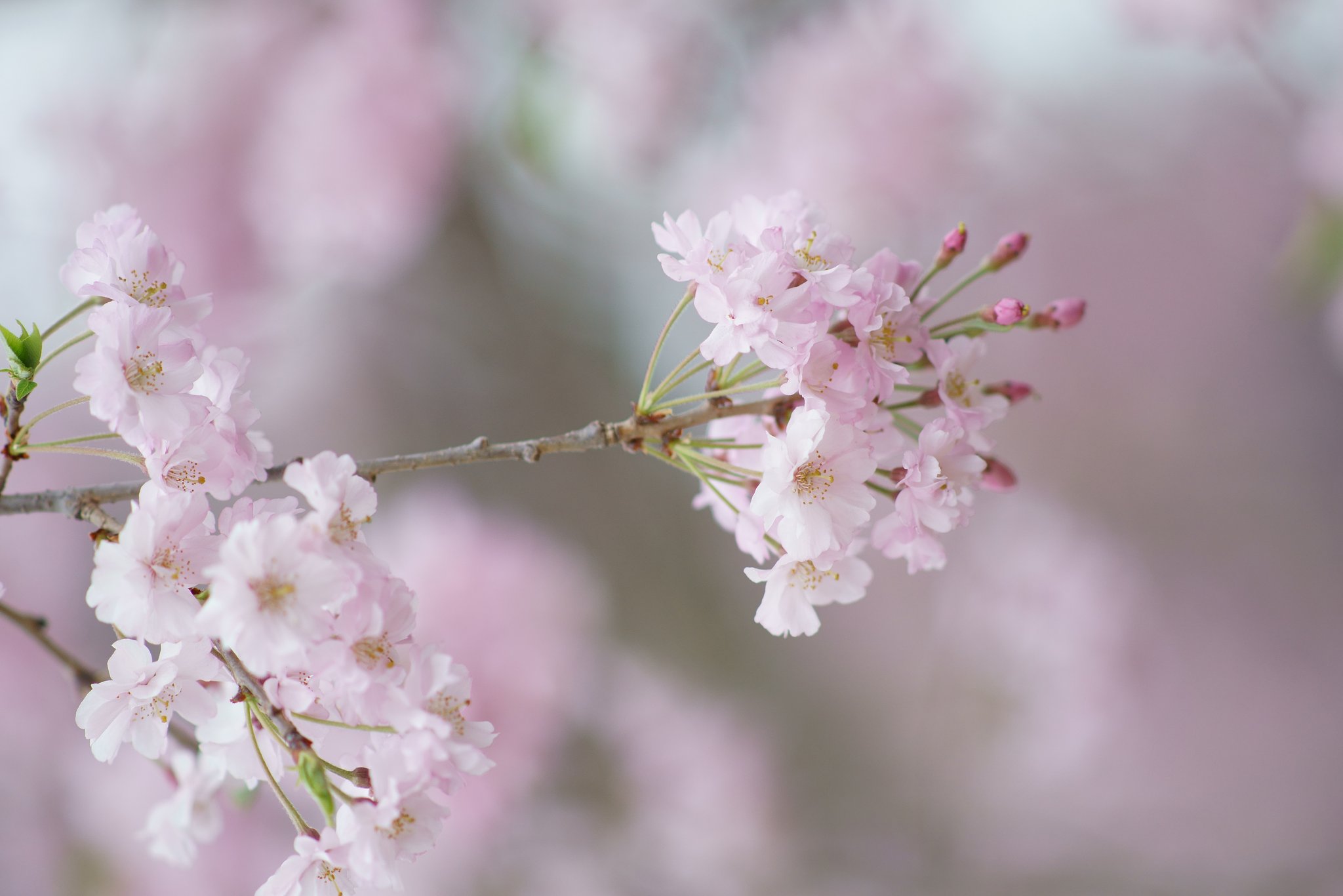 Sonnar 180mm F2.8 (Y/C)