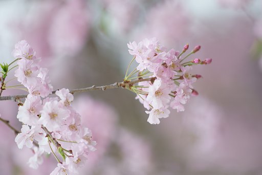 Sonnar 180mm F2.8 (Y/C)