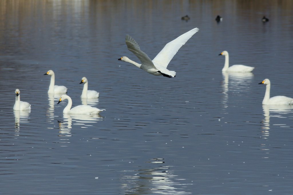 白鳥を撮りに