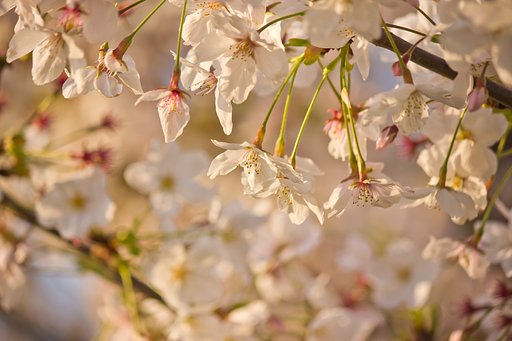 夕桜