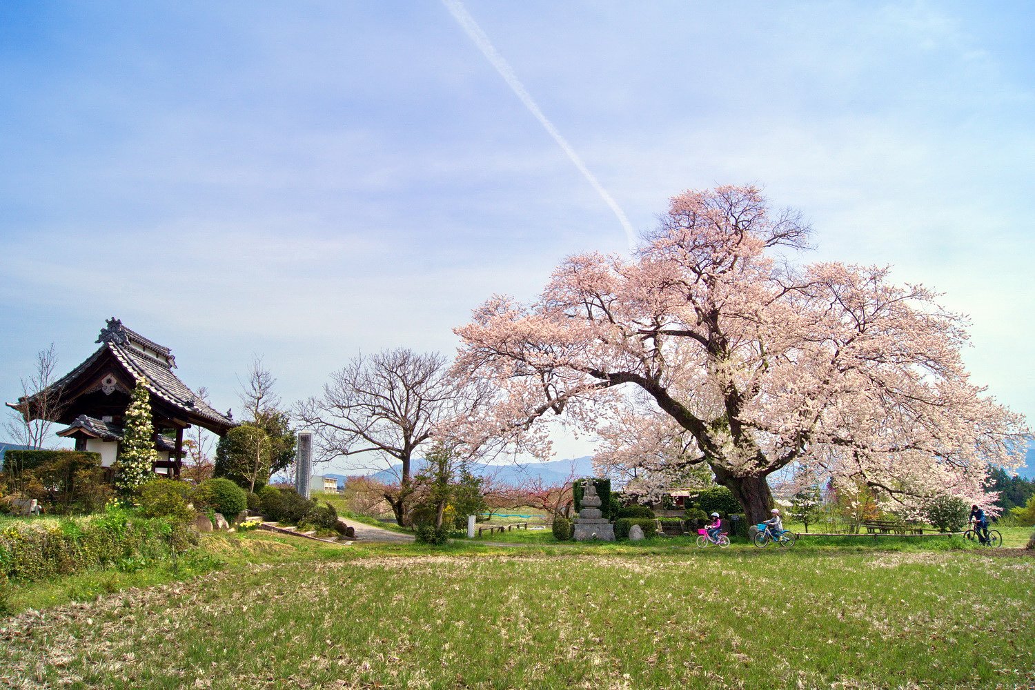松源寺の桜