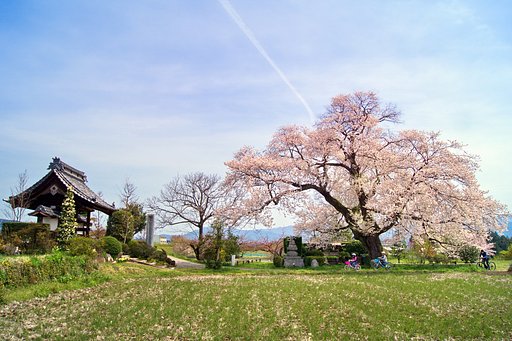 松源寺の桜