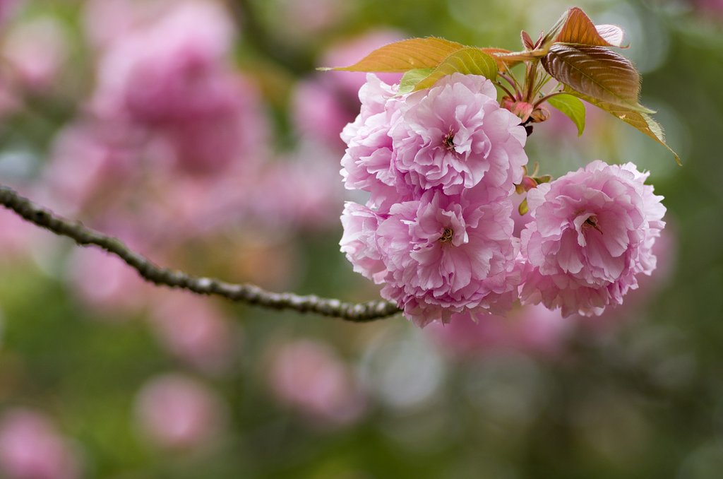 八重桜