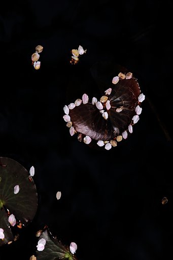 恋の成就