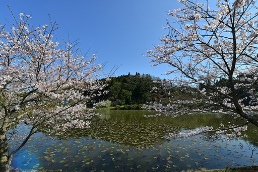 サクラ咲く