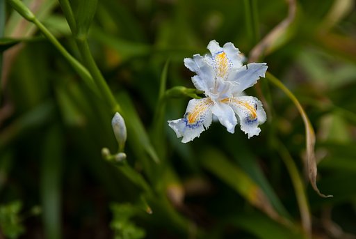 シャガが開花。