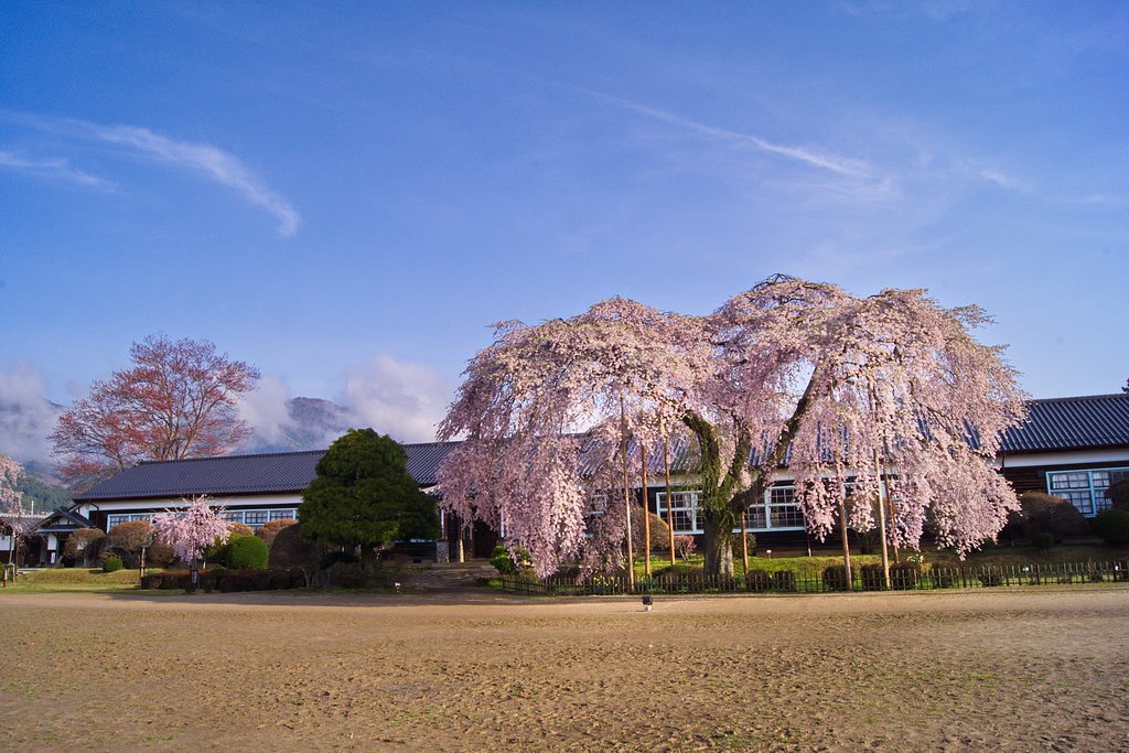 杵原学校の枝垂桜2015