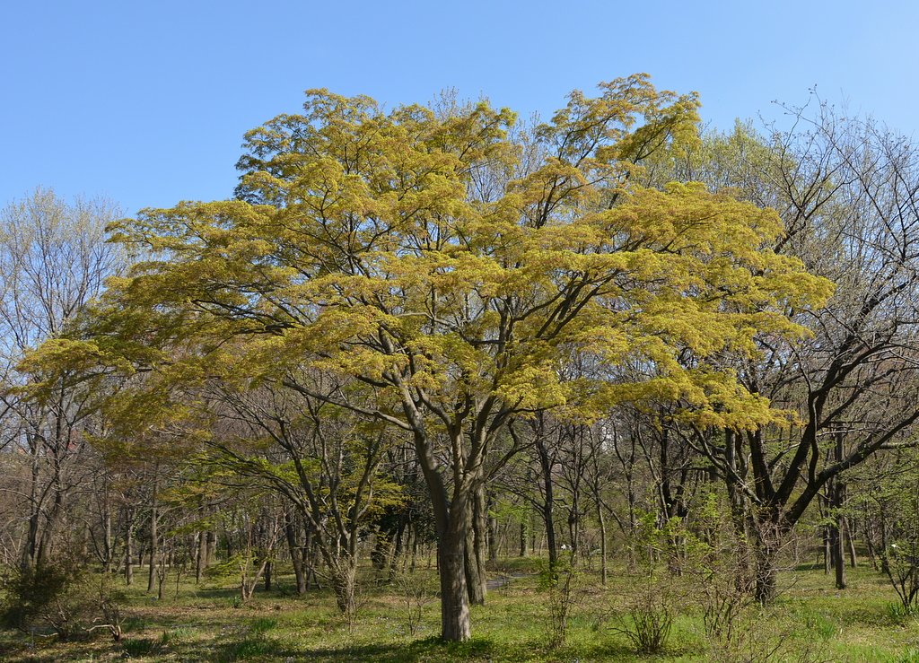 都心の雑木林