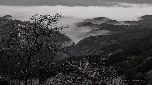 吉野