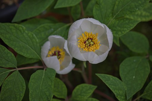 芍薬の白