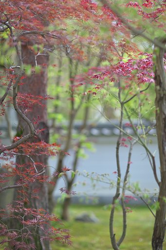 春紅葉