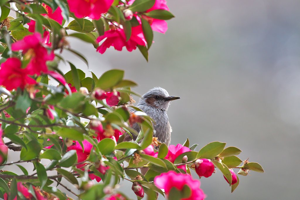 花と鳥