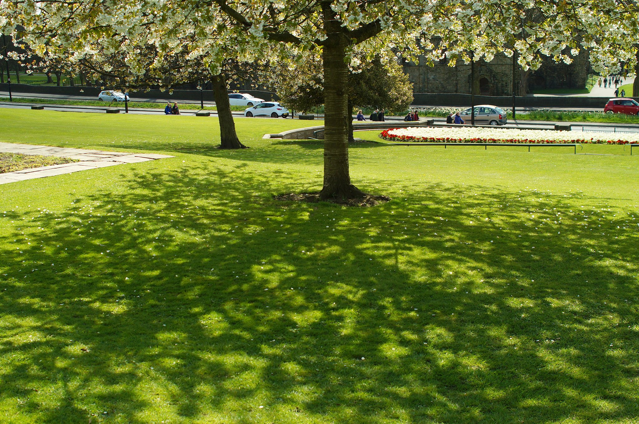 桜の木陰