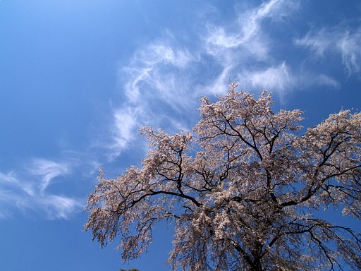 上発知の枝垂桜　＃３