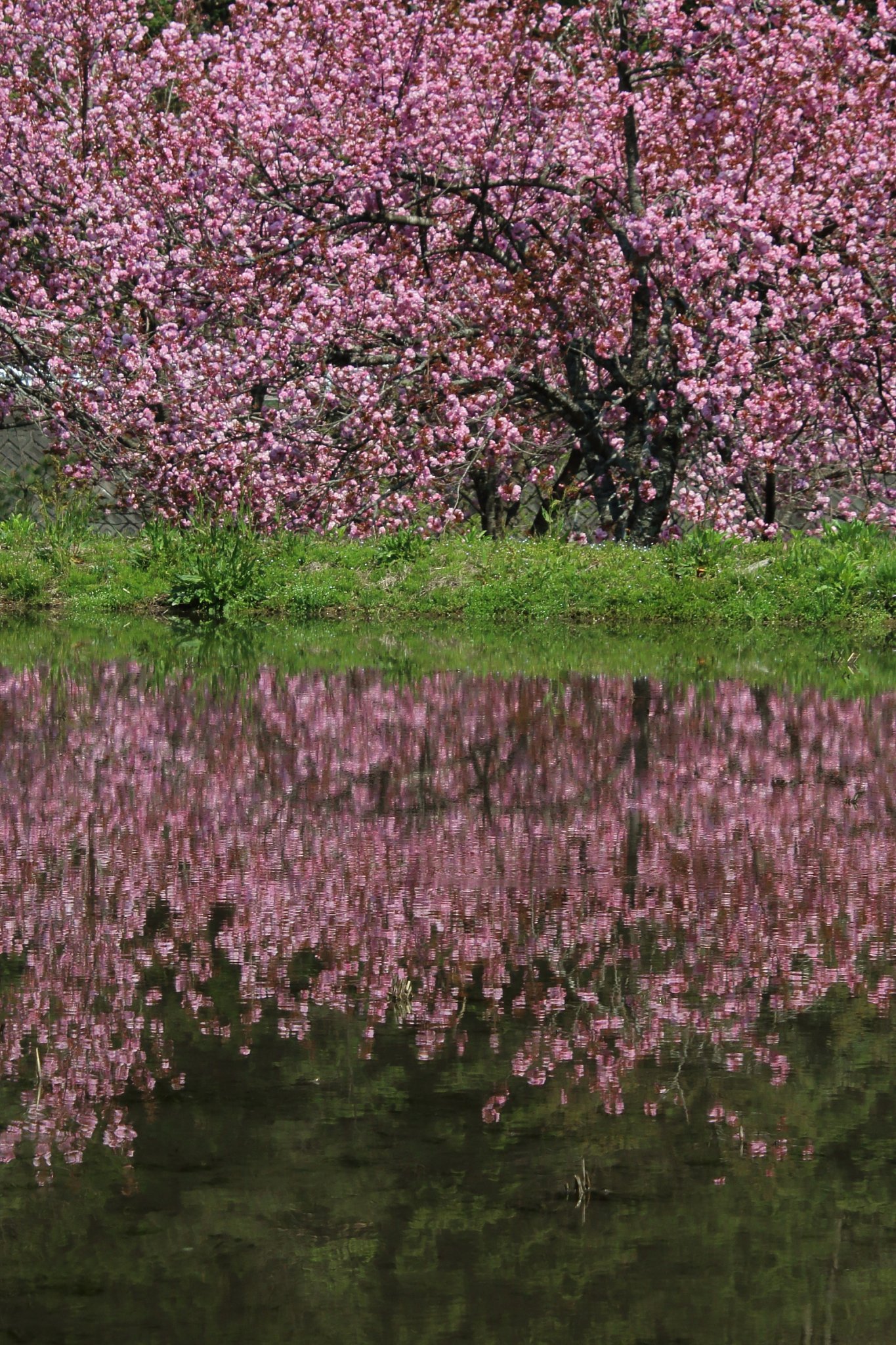 山奥の桜