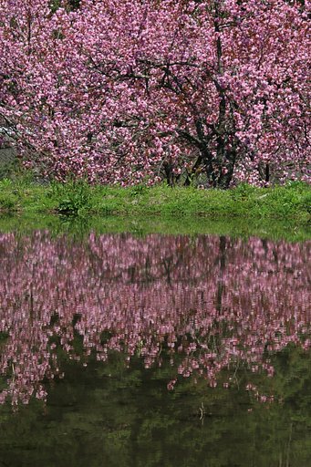 山奥の桜