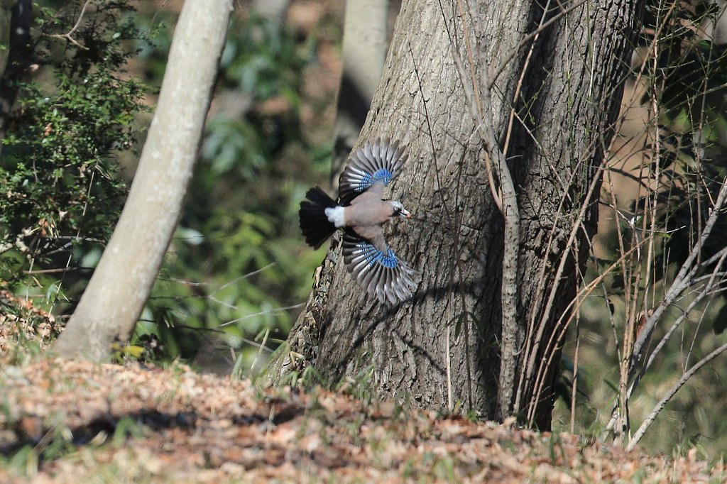カケス