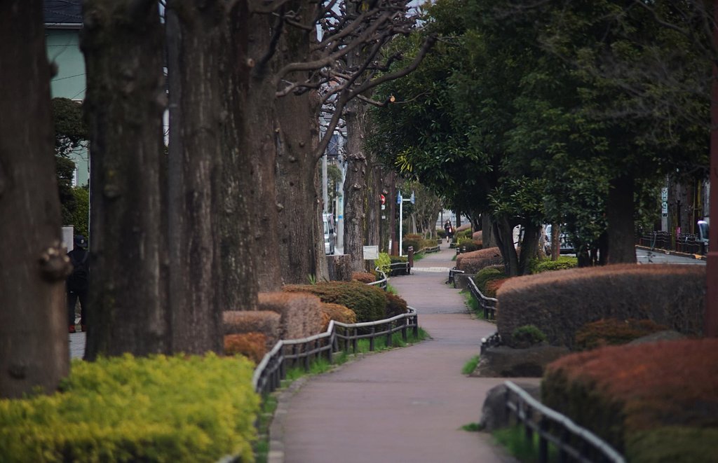 今日のユリノキ公園