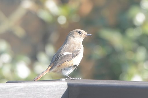 野鳥