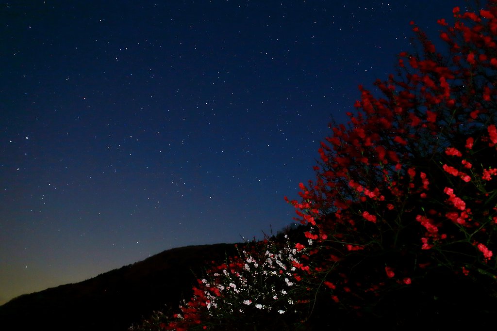 花桃の向こう