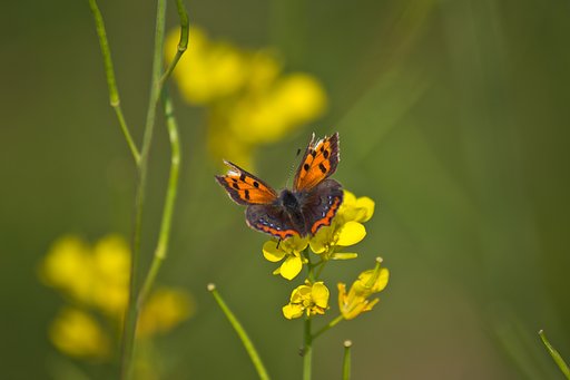 【影遊び】 春の花に落ちた影