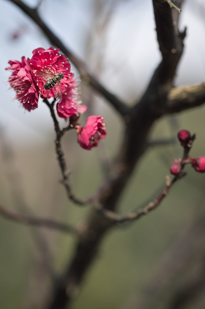 花虻