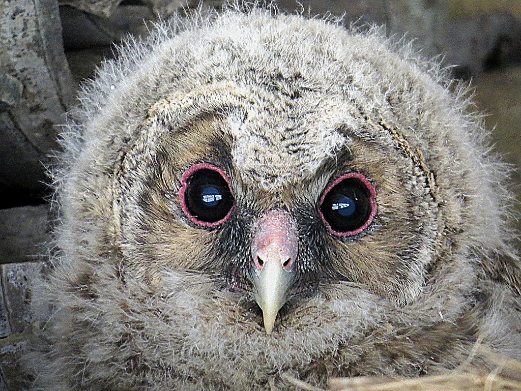 フクロウの雛のＵＰ