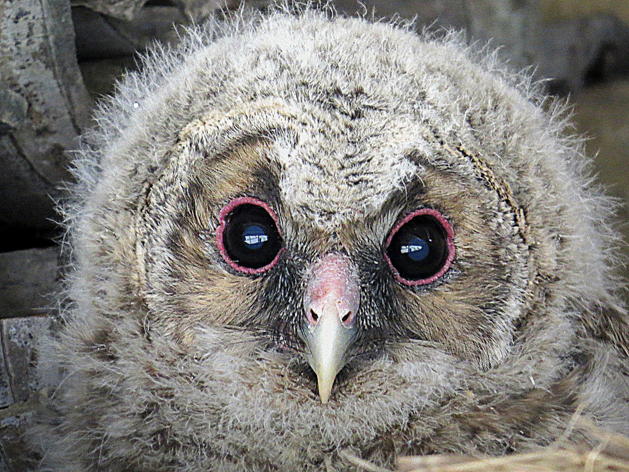 フクロウの雛のＵＰ