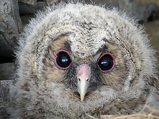 フクロウの雛のＵＰ