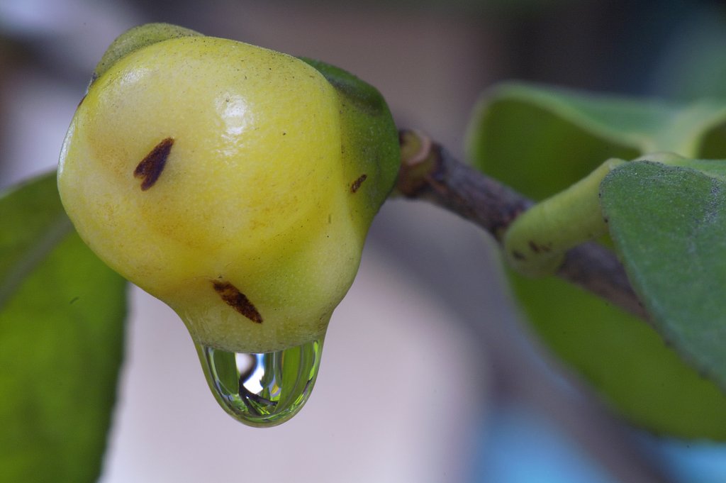 金花茶の蕾