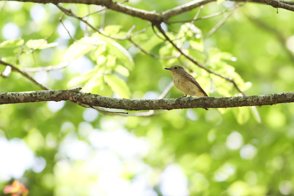 キビタキ♀
