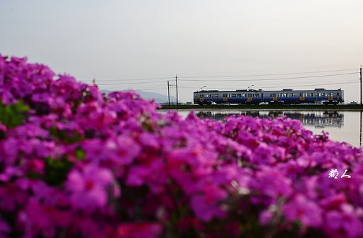 芝桜とえちぜん鉄道