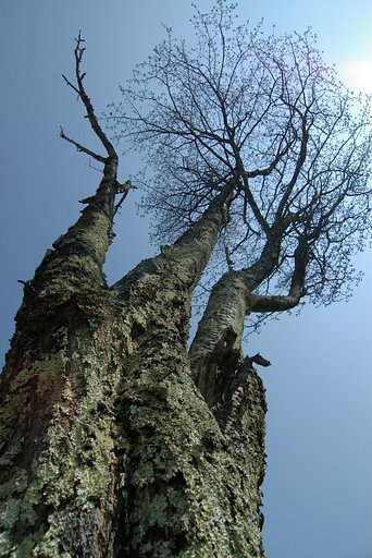 老いた山桜