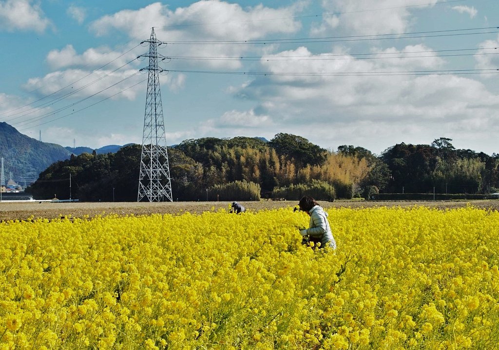 南房総の菜の花