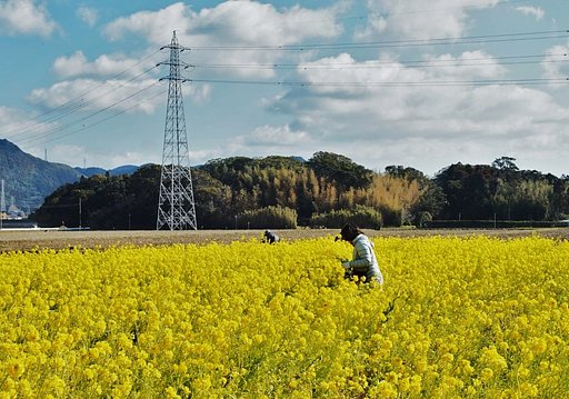 南房総の菜の花