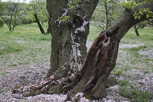 桜