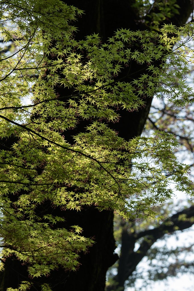 EF70-200mm F4 L IS USM